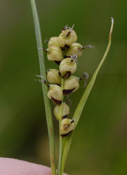 Tiedosto:Carex panicea emitahka.jpg